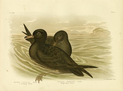 Fleshy-Footed Petrel, 1891 by Gracius Broinowski